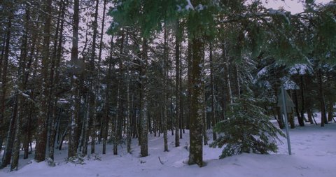Walking past a snowy forest at dawn.Gimbal steadicam dolly shot of someone walking past a deep fir forest covered in snow on the first days of winter.Christmas fir trees in snow.10 bit original file.