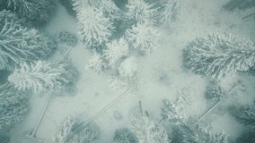 Drone Shot Of A Forest In Winter snow storm.View From Above. Video may contain noise because of foggy like condition.