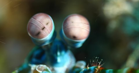 mantis shrimp close up scenery strange eyes underwater scenery mantis shrimp fish