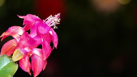 A motion timelapse footage of hummingbird visiting pink flower with dew drops