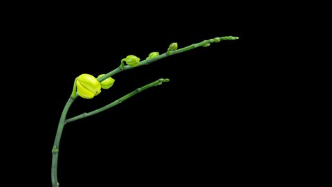 Growth of yellow phalaenopsis flower buds ALPHA matte, FULL HD. (Phalaenopsis Amalfi), timelapse