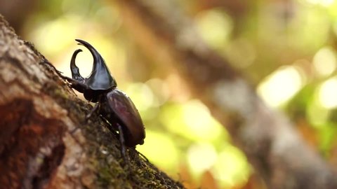 Dynastinae or rhinoceros beetles or fighting beetles on the tree with nature blurred background. Rhinoceros beetle, Hercules beetle.