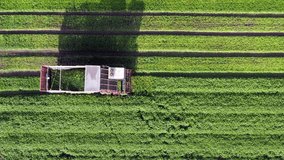Cilantro picker processing rows in a large field, Aerial follow footage. 