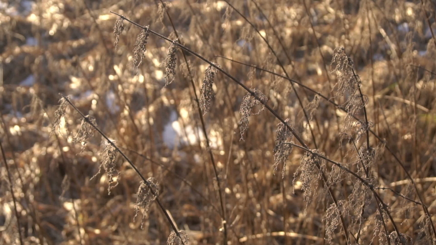 dry nettles in winter close up Royalty-Free Stock Footage #1044003631