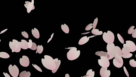 Video of dancing cherry blossom petals