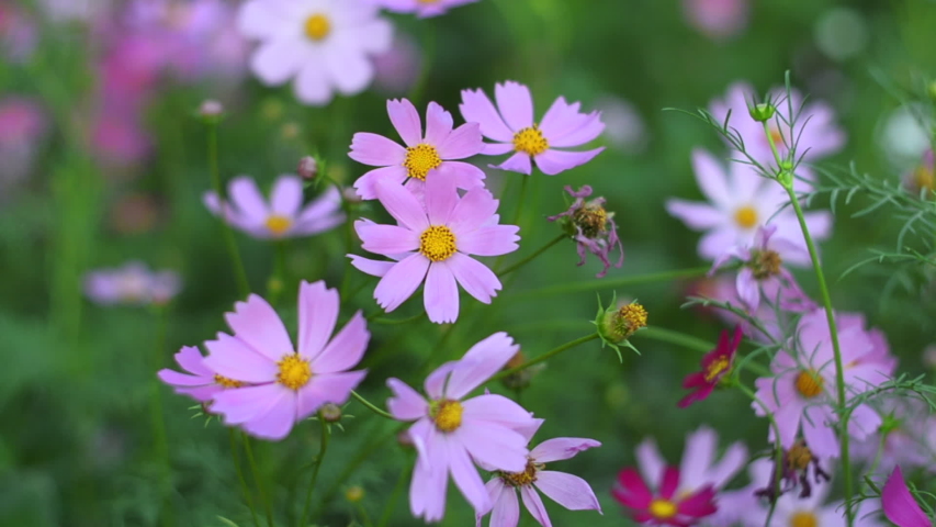 pink Flower blossom in the  graden, blurred background, close up