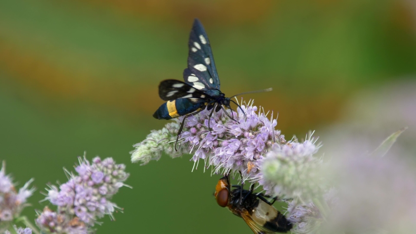 Nine-spotted moth yellow belted burnet (Amata phegea Syntomis)