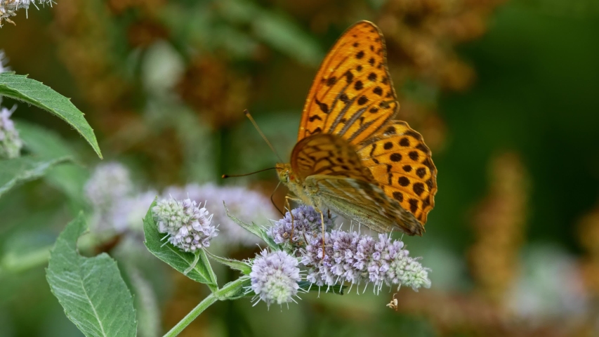 Silver-washed fritillary (Argynnis paphia) feeding