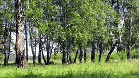 video of birchwood trees landscape nature