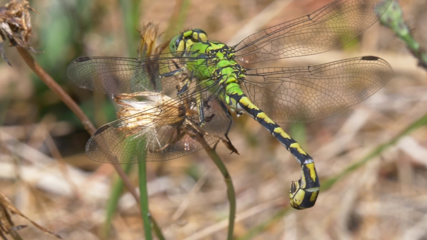 Green Snaketail, Ophiogomphus cecilia. Denmark, Western Jutland.