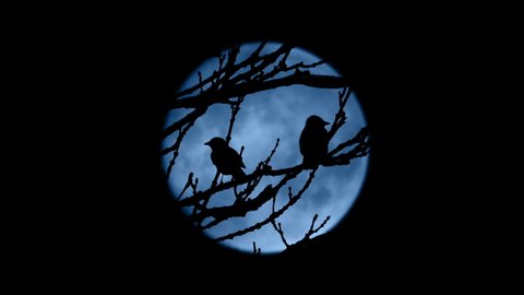 Birds Fly Off Tree Framed By Moon At Night