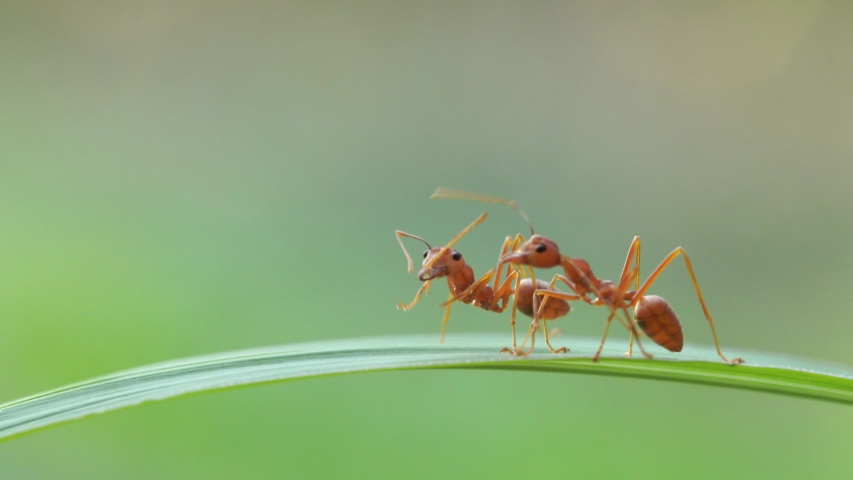 Ant action standing.Ant bridge unity team,Concept team work together Royalty-Free Stock Footage #1044014098