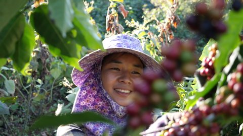 Farmer women picking coffee slow motion in the plant