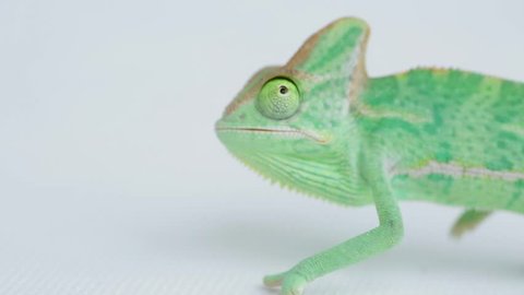 funny baby green chameleon on white background