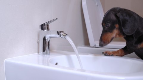 Cute naughty black and tan dachshund dog is drinking water from the tap in the bidet or in the sink to quench thirst, looking around and leaving the frame. Pet care, proper nutrition.