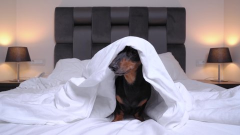 Naughty black and tan dachshund dog is sitting in the center of bed at home or at dog-friendly hotel room, looking out from under the blanket, barking and then lying down. Happy puppy in playful mood 