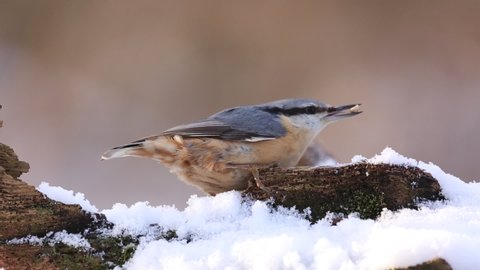 Red-breasted nuthatch (Sitta europaea) sits on a snowy stump and eats sunflower seeds.