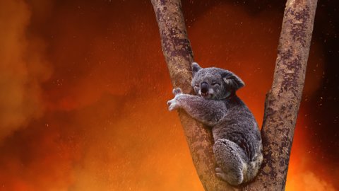 Koala Bear In Tree Caught In The Fire