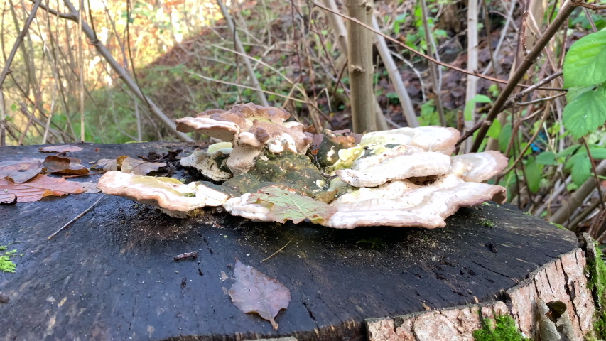 porcini mushrooms grown on a sawn tree