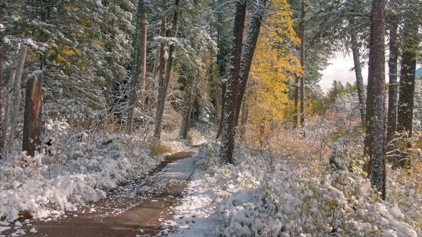 Aerial: floating through yellow autumn trees and pine trees covered in snow. Glacier National Park, Montana, USA 