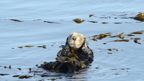 HD Video of a California Sea Otter grooming and playing in shallow ocean waters close to shore. Sea otters spend much of their time grooming. When eating, sea otters roll in the water frequently.
