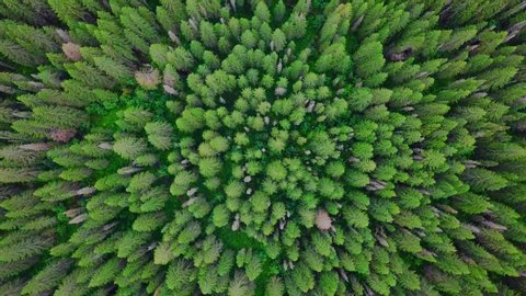Horizonless Evergreen Coniferous Forest. Aerial Top View from Above