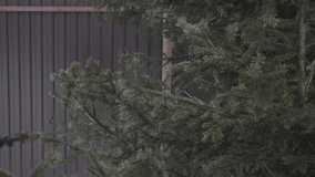young woman cares for tree in winter yard, spraying spruce with liquid fertilizers or protective chemicals pesticides from insects, stock video footage in real time