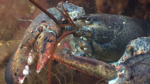 Atlantic Claw Lobster in Natural Habitat