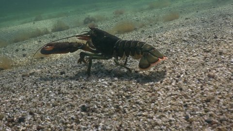Atlantic Claw Lobster in Natural Habitat