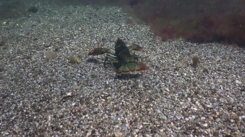 Atlantic Claw Lobster in Natural Habitat