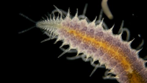 a sea ciliary worm under a microscope, of the Syllidae family, differs in others by the presence of a barrel-shaped ventricle, most of the worms are found in seas and fresh waters, the video shows how