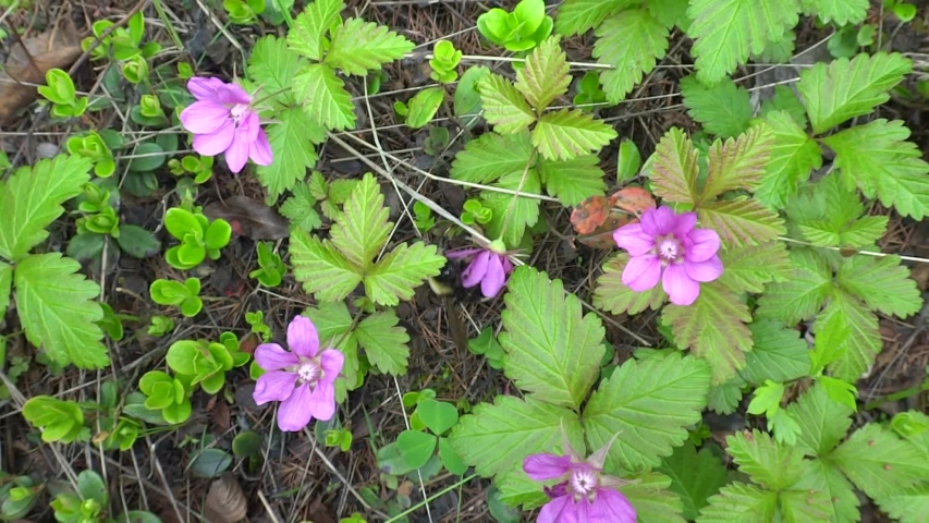 Wild Raspberry photo image - Free stock photo - Public Domain photo