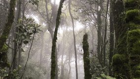Clips video of Mossy forest with haze and bad cool. 30 frames per seconds clip