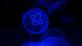 video of blue deep sea jellyfish