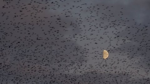 Massive starling murmuration performs acrobatics against the half-moon