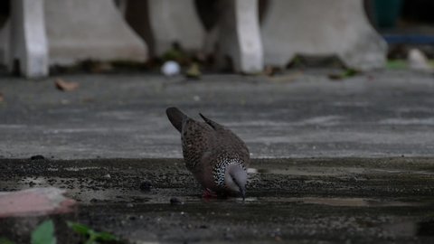 A bird finding food on the ground.