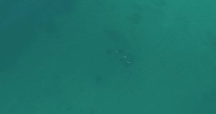 Drone footage, Dolphins in open water at Malaysia, in deep blue water