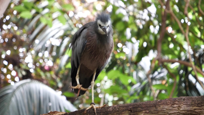 White Faced Heron, Egretta Novaehollandiae, perched on a tree