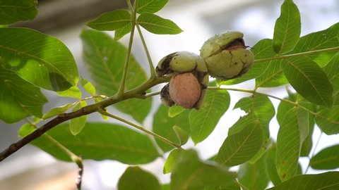 Ripe walnuts in broken peel on branch. Ripe walnut growing on a tree close up. Walnuts on the branch. Nuts on the tree. Cracked walnut peel