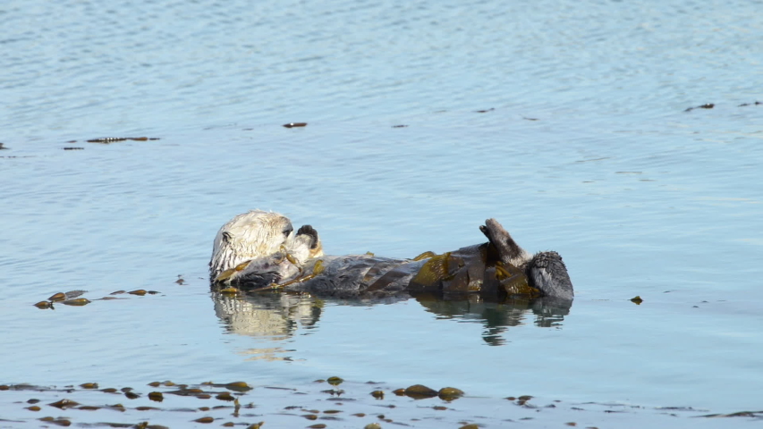 HD Video of mother Sea Otter with baby on stomach, grooming the baby. Females perform all tasks of feeding and raising offspring, and have occasionally been observed caring for orphaned pups.