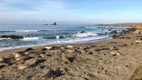 4K HD Video of many elephant seals hauled out on a beach in Northern California. Rookery. Piedras Blancas lighthouse on the peninsula in the background. 