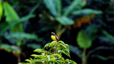beautiful yellow bird in nature flying and looking around. exotic yellow bird in jungle. titmouses on top of tree inside a rain forest.  Amazon birds. animals and wildlife 4k video.