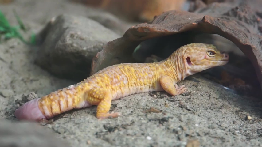 gecko perdeu a cauda