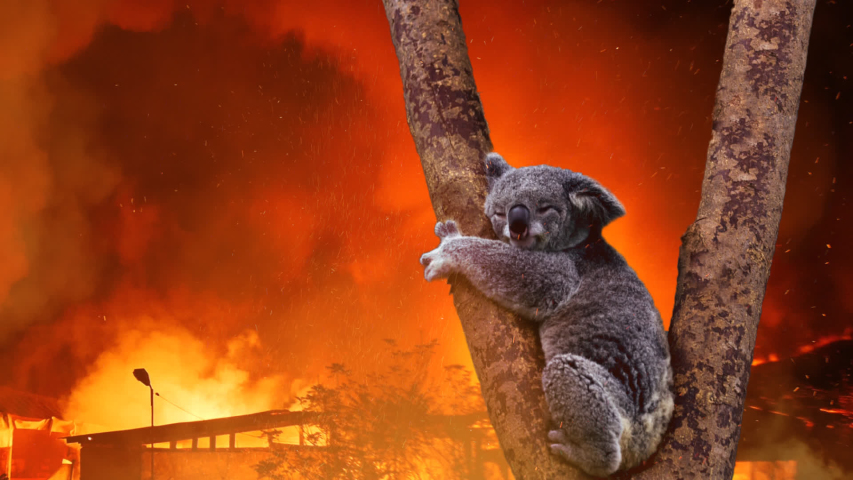 Koala Bear In Tree Caught In Australia Fire Royalty-Free Stock Footage #1044098509