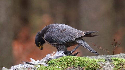 Peregrine falcon (Falco peregrinus) sitting on big stone with caught killed pigeon. Bird of prey in orange autumn forest. Falcon tearing its prey. Bird natural behavior. Wildlife scene from nature.