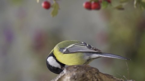 Great Tit feeds with sunflower seeds - Parus major - FullHD Slow Motion video