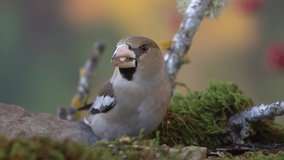 Hawfinch feeds with sunflower seeds - Coccothraustes coccothraustes - FullHD Slow motion video