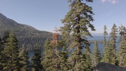 Aerial view through pine trees in forest overlooking stunningly beautiful blue Lake Tahoe. Camera moves through trees close to branches high above Emerald Bay