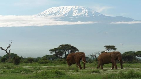 A herd of elephants graze on the grass underneath Mt. Kilimanjaro in Amboseli National Park, Kenya.
