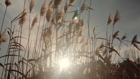 Reeds Sway On Wind And Sun Rays. Wild Grass Sway From Wind Against The Sky.Reed In The Meadow Sways. Grass Blowing On Autumn Field.Fall In Meadow Near In Countryside Lens Flare.Windy Day.Golden Sunset